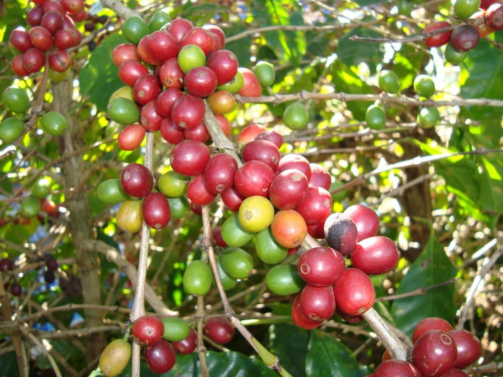 Grão Sagrado: Entenda quais são os principais motivos para a alta no preço da saca de café