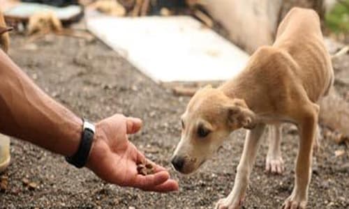 Entenda mais sobre o trabalho da ONG que luta contra o abandono dos animais em Três Pontas