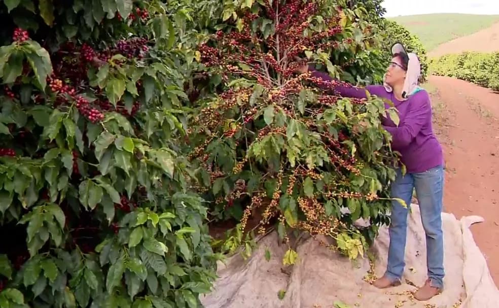 BOA NOTÍCIA: Safra mineira de café deve alcançar 27,5 milhões de sacas em 2023