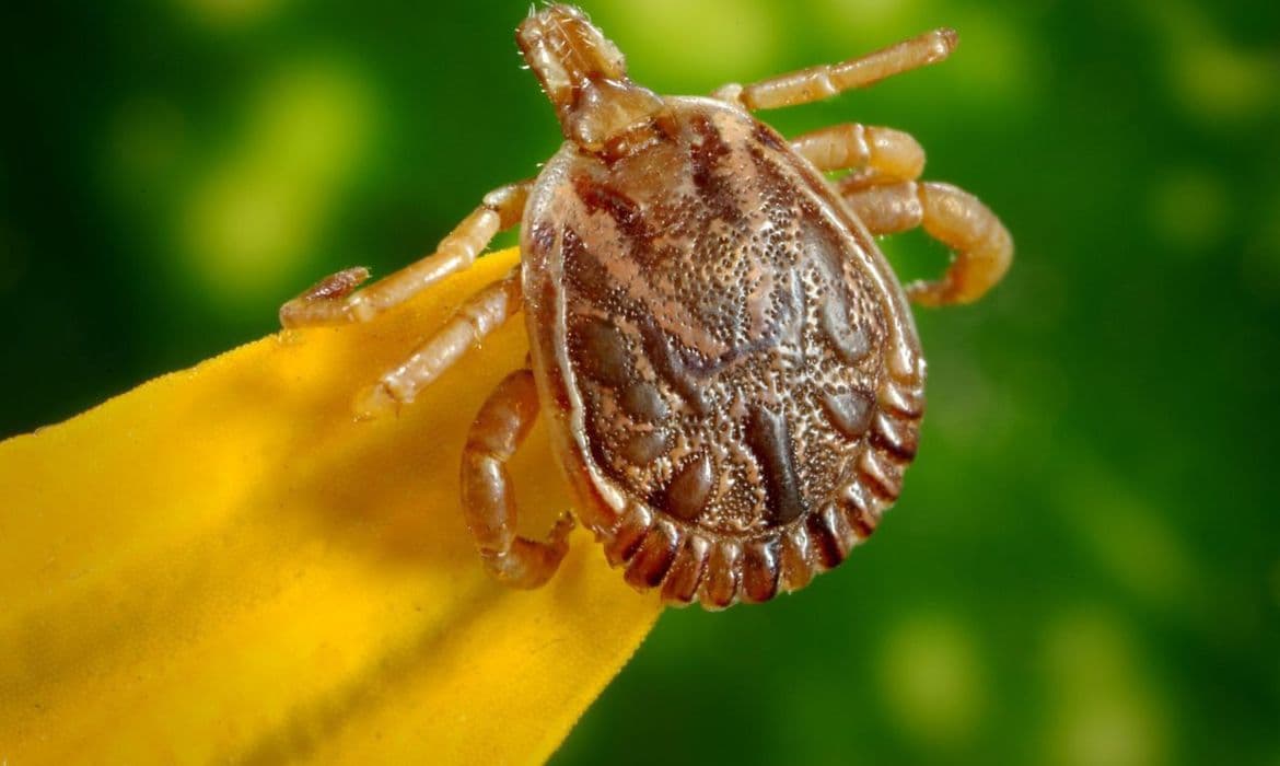 ALERTA: O que é febre maculosa e quais os sintomas?