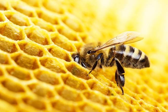 BOA NOTÍCIA: Estudo inédito indica benefícios do própolis no tratamento da Covid-19