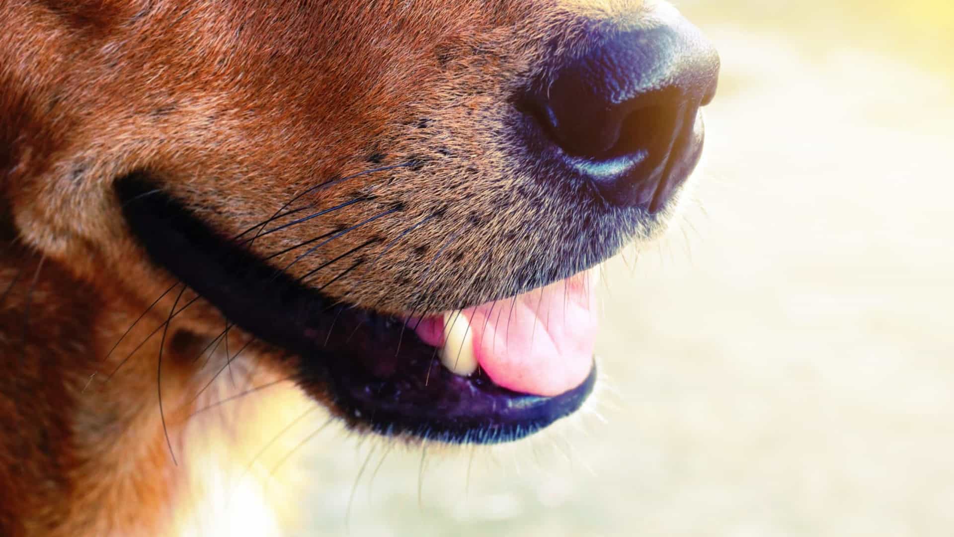 PET-DICAS: Cães detectam melhor a Covid-19 em humanos do que os testes rápidos