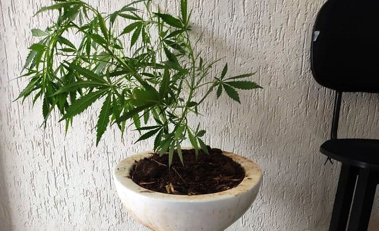 MULHER CHAMA POLÍCIA ALEGANDO TER SIDO AGREDIDA POR COMPANHEIRO E MILITARES ENCONTRAM MACONHA PLANTADA EM VASO SANITÁRIO NA RESIDÊNCIA DO CASAL