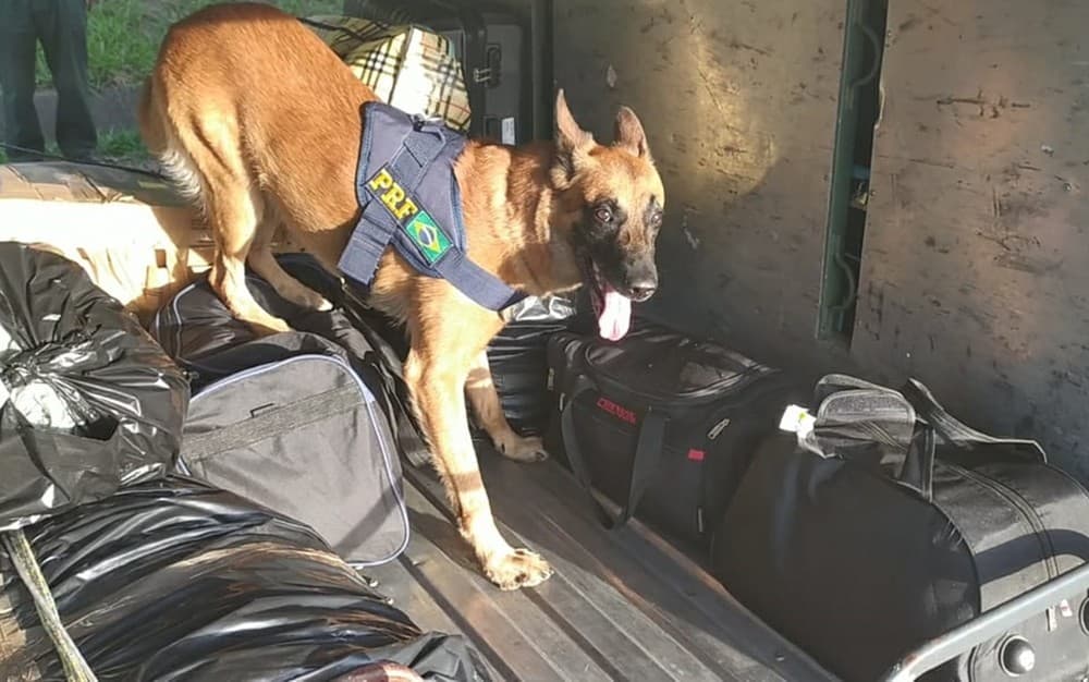 Homens são presos com 20 kg de maconha dentro de ônibus na BR-381, em São Gonçalo do Sapucaí, MG