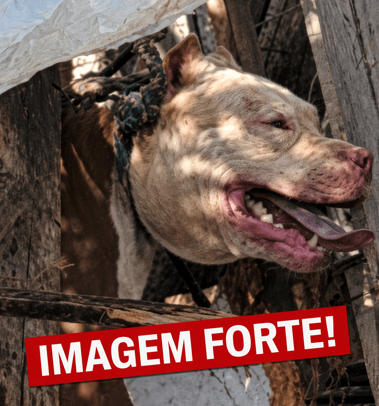ABSURDO: Cão da raça Pit Bull sofre maus tratos e quase é degolado pelo ‘suposto’ tutor